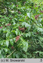 Rhus potaninii (sumak Potanina)