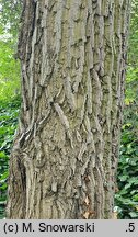 Juglans cathayensis