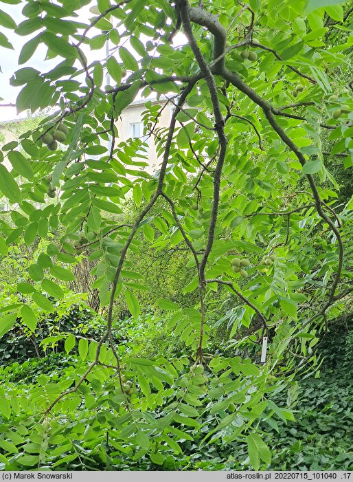 Juglans cathayensis