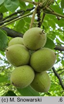 Juglans cathayensis