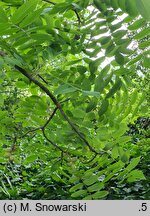 Juglans cathayensis