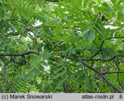Juglans cathayensis