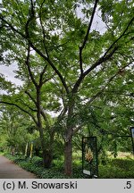 Juglans cathayensis