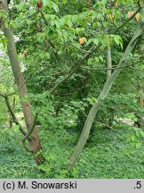 Acer davidii ssp. grosseri (klon Grossera)