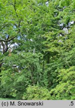 Acer davidii ssp. grosseri (klon Grossera)