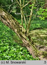 Cornus poliophylla
