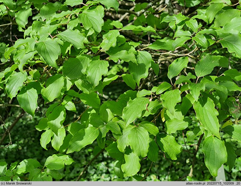 Cornus poliophylla