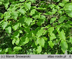 Cornus poliophylla