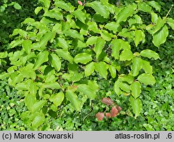 Cornus poliophylla