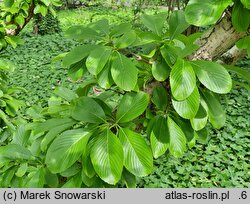 Viburnum sieboldii (kalina Siebolda)
