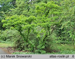 Viburnum sieboldii (kalina Siebolda)