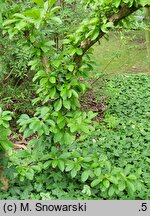 Viburnum sieboldii (kalina Siebolda)