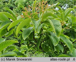 Viburnum sieboldii (kalina Siebolda)