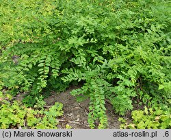 Securinega suffruticosa (sekurinega chińska)