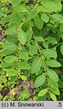 Securinega suffruticosa (sekurinega chińska)