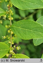 Securinega suffruticosa (sekurinega chińska)