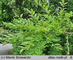 Securinega suffruticosa (sekurinega chińska)