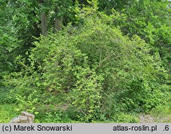 Lonicera maximowiczii (suchodrzew Maksymowicza)
