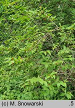 Lonicera maximowiczii (suchodrzew Maksymowicza)