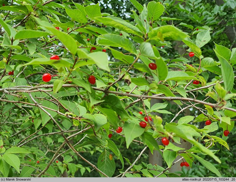 Lonicera maximowiczii (suchodrzew Maksymowicza)