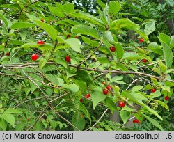 Lonicera maximowiczii (suchodrzew Maksymowicza)
