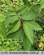 Lonicera maximowiczii (suchodrzew Maksymowicza)