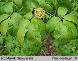 Eleutherococcus senticosus (kolcosił szczeciniasty)