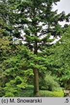 Abies holophylla (jodła mandżurska)