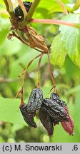 Viburnum farreri (kalina wonna)