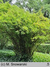 Viburnum farreri (kalina wonna)