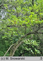 Crataegus altaica (głóg ałtajski)