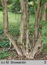 Lonicera webbiana (suchodrzew różnolistny)