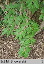 Lonicera webbiana (suchodrzew różnolistny)