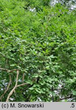 Lonicera webbiana (suchodrzew różnolistny)