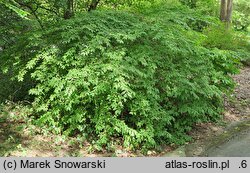 Euonymus alatus (trzmielina oskrzydlona)