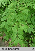 Euonymus alatus (trzmielina oskrzydlona)