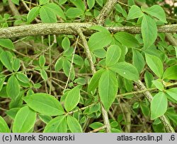 Euonymus alatus (trzmielina oskrzydlona)