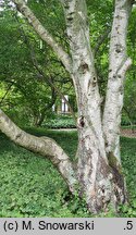 Betula tianschanica (brzoza tianszańska)