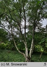 Betula tianschanica (brzoza tianszańska)