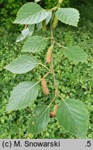 Betula tianschanica (brzoza tianszańska)