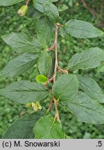 Cotoneaster acutifolius (irga ostrolistna)