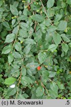 Cotoneaster acutifolius (irga ostrolistna)