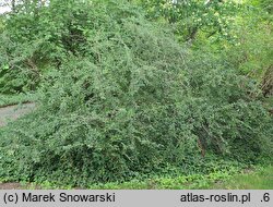 Cotoneaster acutifolius (irga ostrolistna)