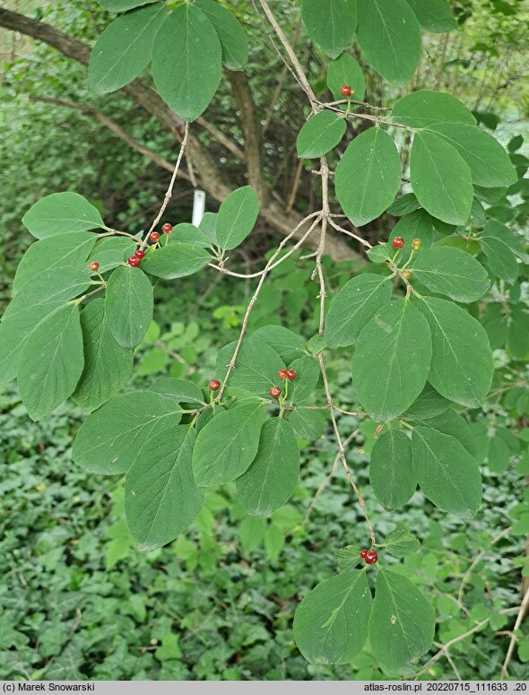 Lonicera ×pseudochrysantha (suchodrzew złotawy)