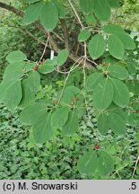 Lonicera ×pseudochrysantha (suchodrzew złotawy)
