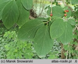 Lonicera ×pseudochrysantha (suchodrzew złotawy)
