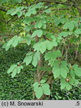 Lonicera ×pseudochrysantha (suchodrzew złotawy)