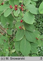 Lonicera ×pseudochrysantha (suchodrzew złotawy)