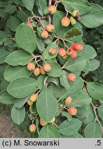 Cotoneaster tomentosus (irga kutnerowata)