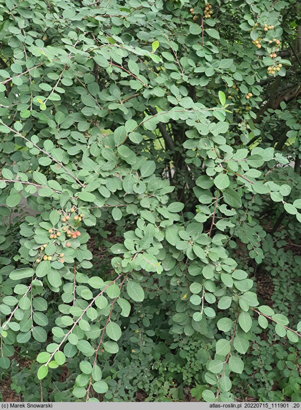 Cotoneaster tomentosus (irga kutnerowata)